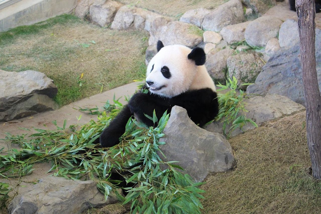 本場 中国で人気のパンダは ふてぶてしい態度 が大ウケの フワちゃん 系 Fumufumu News フムフムニュース