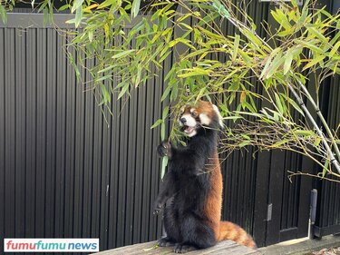 レッサーパンダ、実は2種類いる!? 2本足で立てるのはなぜ？ 飼育員さん