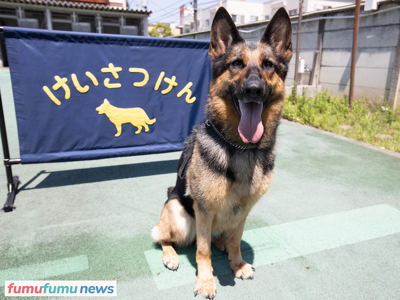 警察犬の訓練所に潜入！#1】ペアを組むハンドラーは鑑識課所属の警察官。捜査に出動するタイミングはいつ？ | fumufumu news  -フムフムニュース-