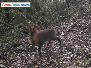 東京に向けて北上中!? キョン大繁殖で被害拡大も「命乞いして鳴き叫ぶ