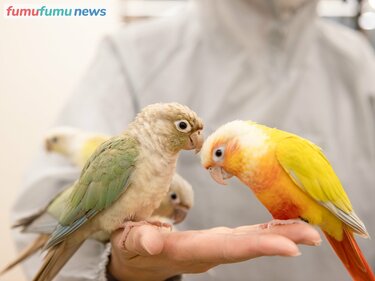 誰でも インコまみれ のモテモテ状態に 一度行ったらハマる 特殊な 鳥カフェ が人々を魅了する理由 Fumufumu News フムフムニュース