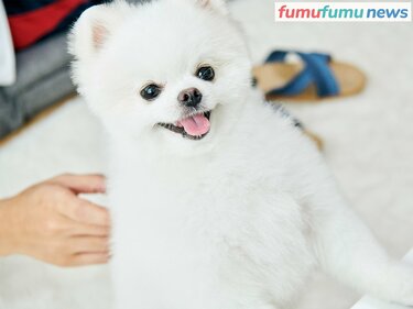 登録者数12万超えの人気動画『ポメラニアンのマヨちゃんねる』、飼い主さんがYouTuberとしてのこだわりを語る | fumufumu news  -フムフムニュース-