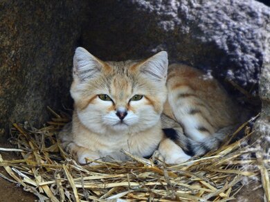 砂漠の天使”と呼ばれるスナネコは、かわいい顔で毒ヘビも食べる!? 飼育 ...