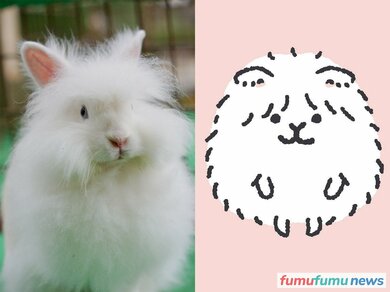 癒やしのキャラクター フムッフィー の仲間 全身もふもふの謎多き アンゴラウサギ を大解剖 Fumufumu News フムフムニュース
