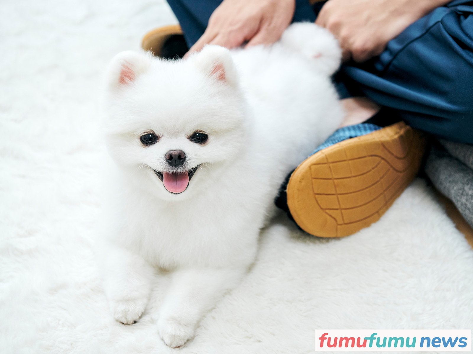 登録者数12万超えの人気動画 ポメラニアンのマヨちゃんねる 飼い主さんがyoutuberとしてのこだわりを語る Fumufumu News フムフムニュース