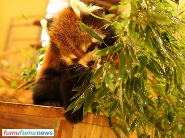 レッサーパンダ、実は2種類いる!? 2本足で立てるのはなぜ？ 飼育員さん