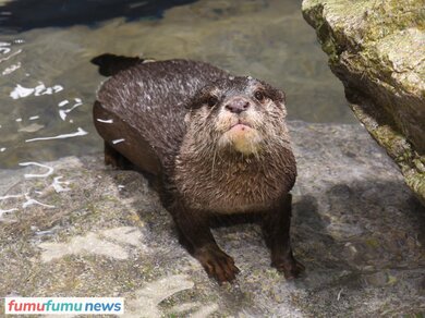 コツメカワウソ ペット禁止 安い