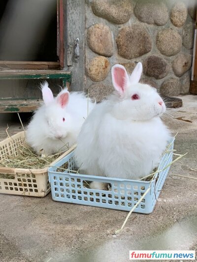 もふもふすぎる幻のウサギ 日本アンゴラ にきゅん 六甲山牧場 飼育員さんに 推し ポイントを聞いてみた Fumufumu News フムフムニュース