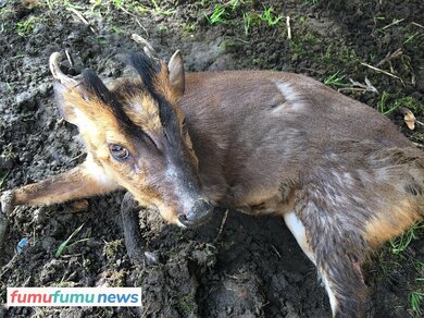 東京に向けて北上中 キョン大繁殖で被害拡大も 命乞いして鳴き叫ぶ 駆除への葛藤 Fumufumu News