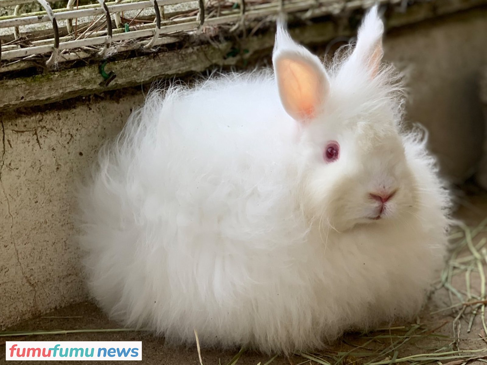 もふもふすぎる幻のウサギ「日本アンゴラ」にきゅん！ 『六甲山牧場