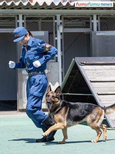 警察犬の訓練所に潜入！#1】ペアを組むハンドラーは鑑識課所属の警察官。捜査に出動するタイミングはいつ？ | fumufumu news  -フムフムニュース-